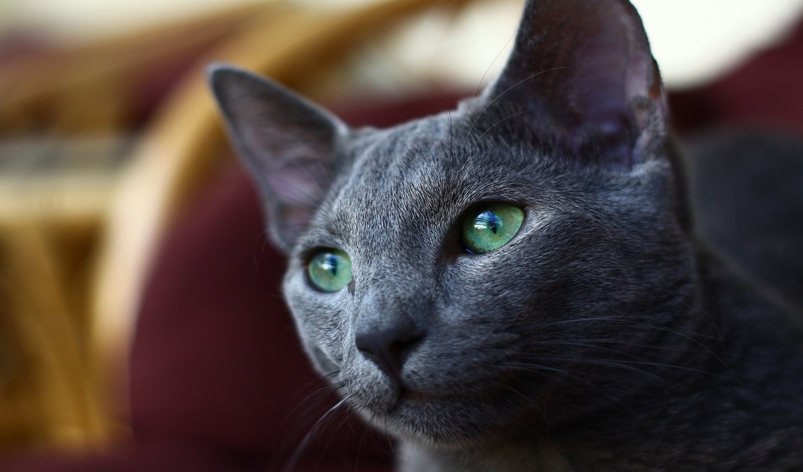 Azul ruso: comida para gatos y descripción de la raza